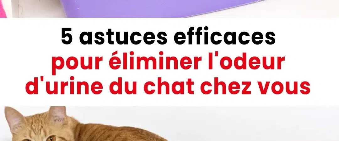 5 astuces infaillibles pour se débarrasser de l’odeur d’urine de chat chez vous