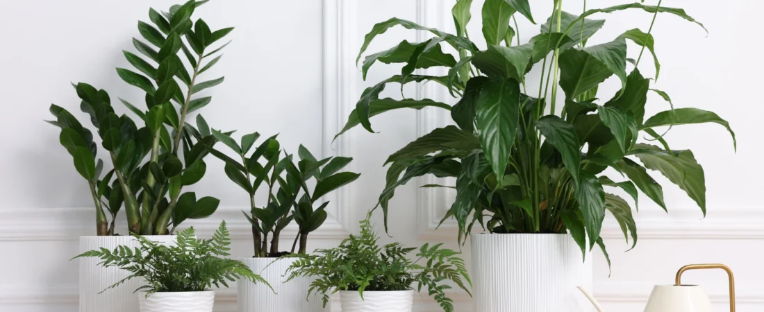 10 Plantes pour Réduire l’Humidité Intérieure