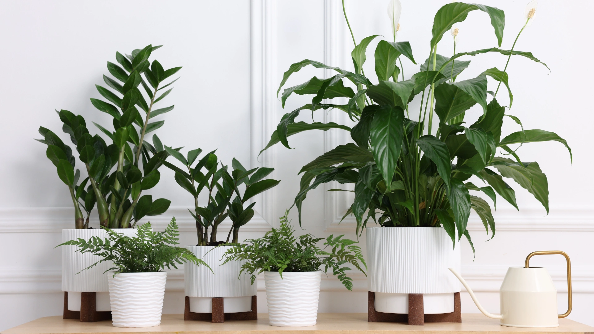 10 Plantes pour Réduire l’Humidité Intérieure