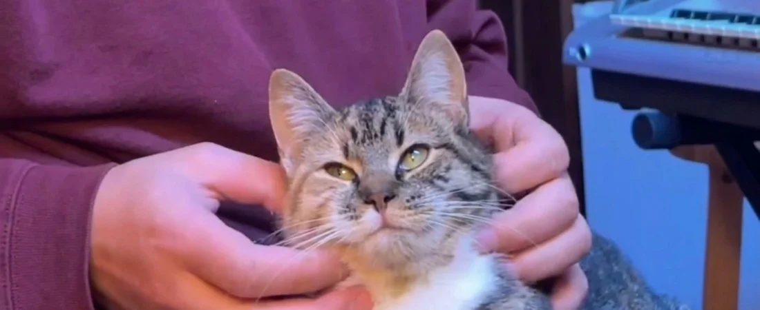 🐾 Timmy, le chat qui avait peur d’être touché et qui a enfin appris à faire confiance