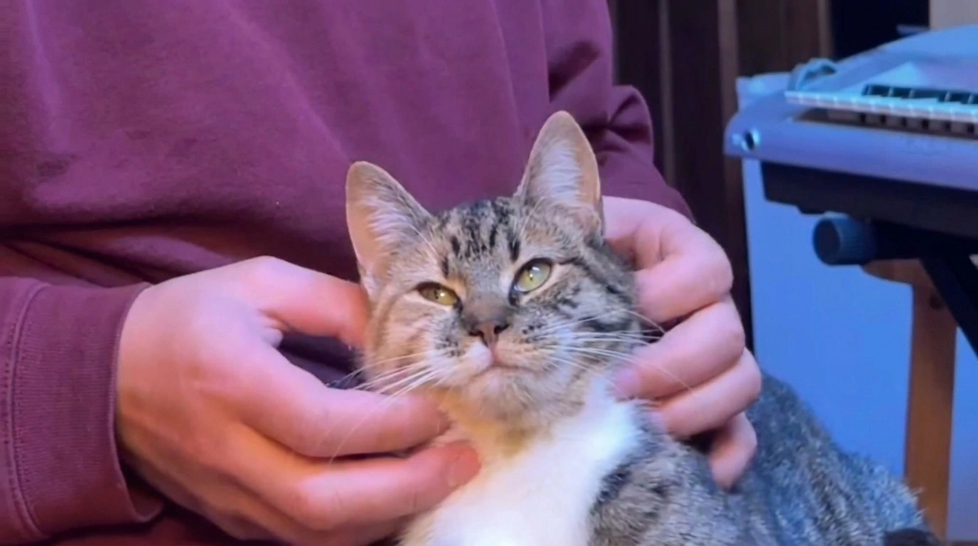 🐾 Timmy, le chat qui avait peur d’être touché et qui a enfin appris à faire confiance