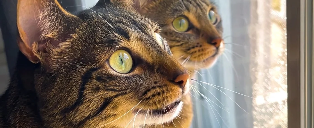 Stella et Olly : les deux chatons qui sont devenus l’oxygène de leur maman