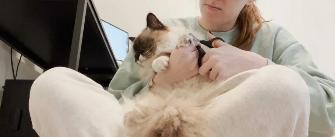 Petunia, la chatte qui a transformé une amoureuse des chiens en véritable maman chat