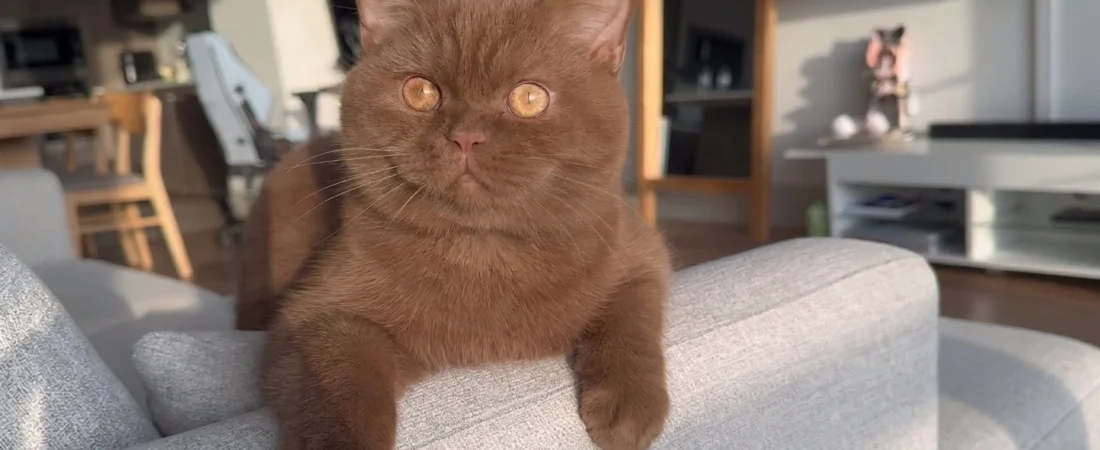 Duchess, la chatte « trop exigeante » qui a appris à une famille à se retrouver