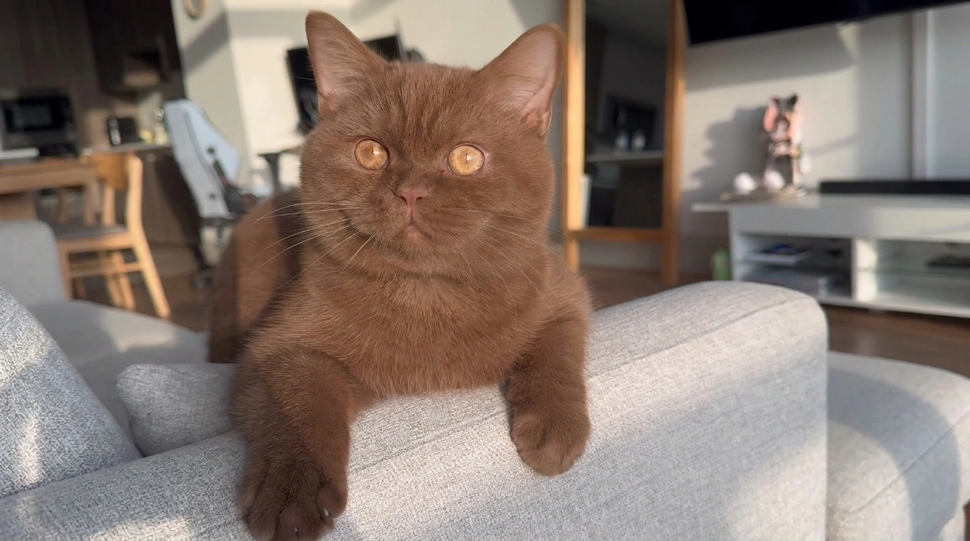 Duchess, la chatte « trop exigeante » qui a appris à une famille à se retrouver
