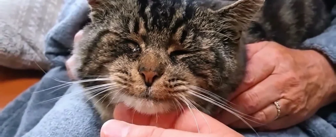 🐱 Le chat errant qui avait peur de la maison : comment Boise a enfin choisi de ne plus dormir dehors
