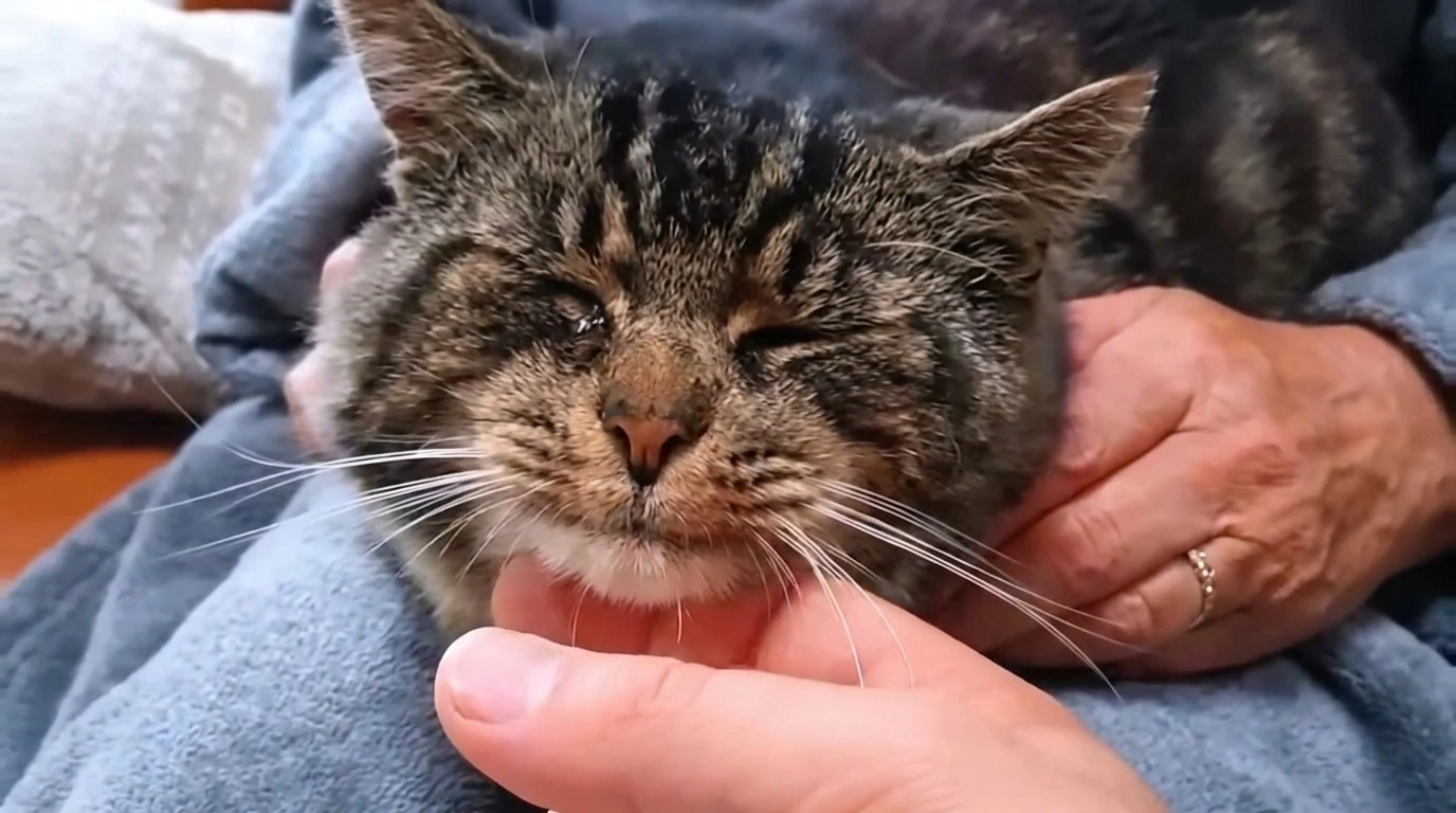 🐱 Le chat errant qui avait peur de la maison : comment Boise a enfin choisi de ne plus dormir dehors