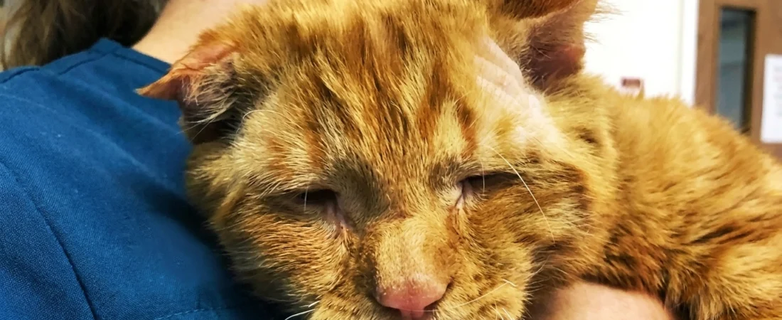 Benben, le chat au visage triste qui a refusé de renoncer à la vie