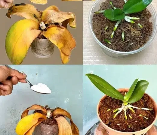 Après avoir lu ce conseil, vous ne jeterez plus jamais de vieilles orchidées