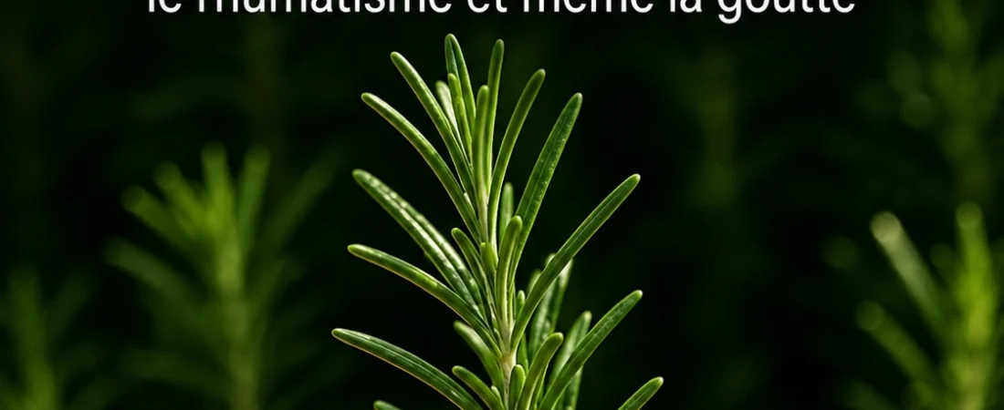 Romarin : l’herbe du quotidien qui fait des merveilles pour le corps et l’esprit
