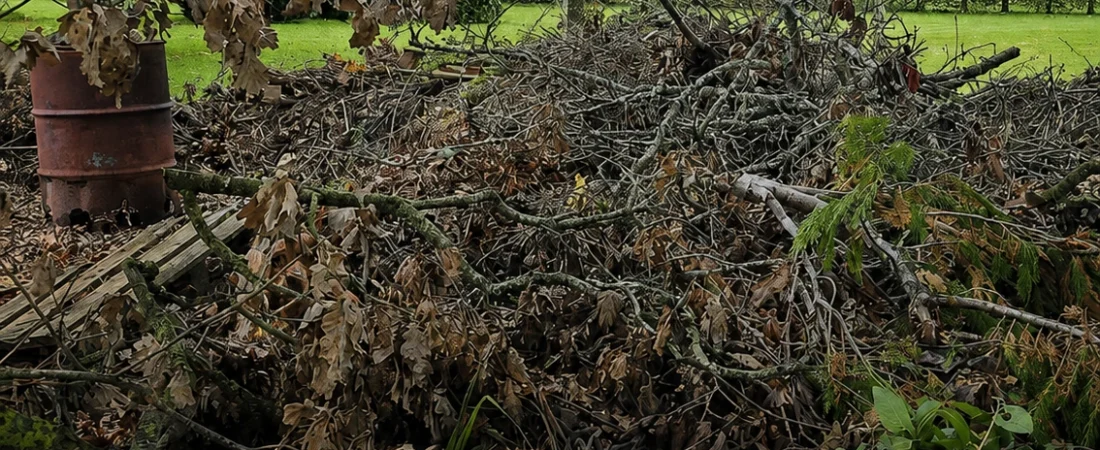 Trouvez le chien caché dans cette image : le défi viral qui rend tout le monde fou