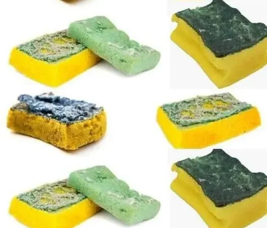 Pourquoi vous ne devriez plus jamais jeter vos vieilles éponges (elles valent de l’or pour votre jardin !)
