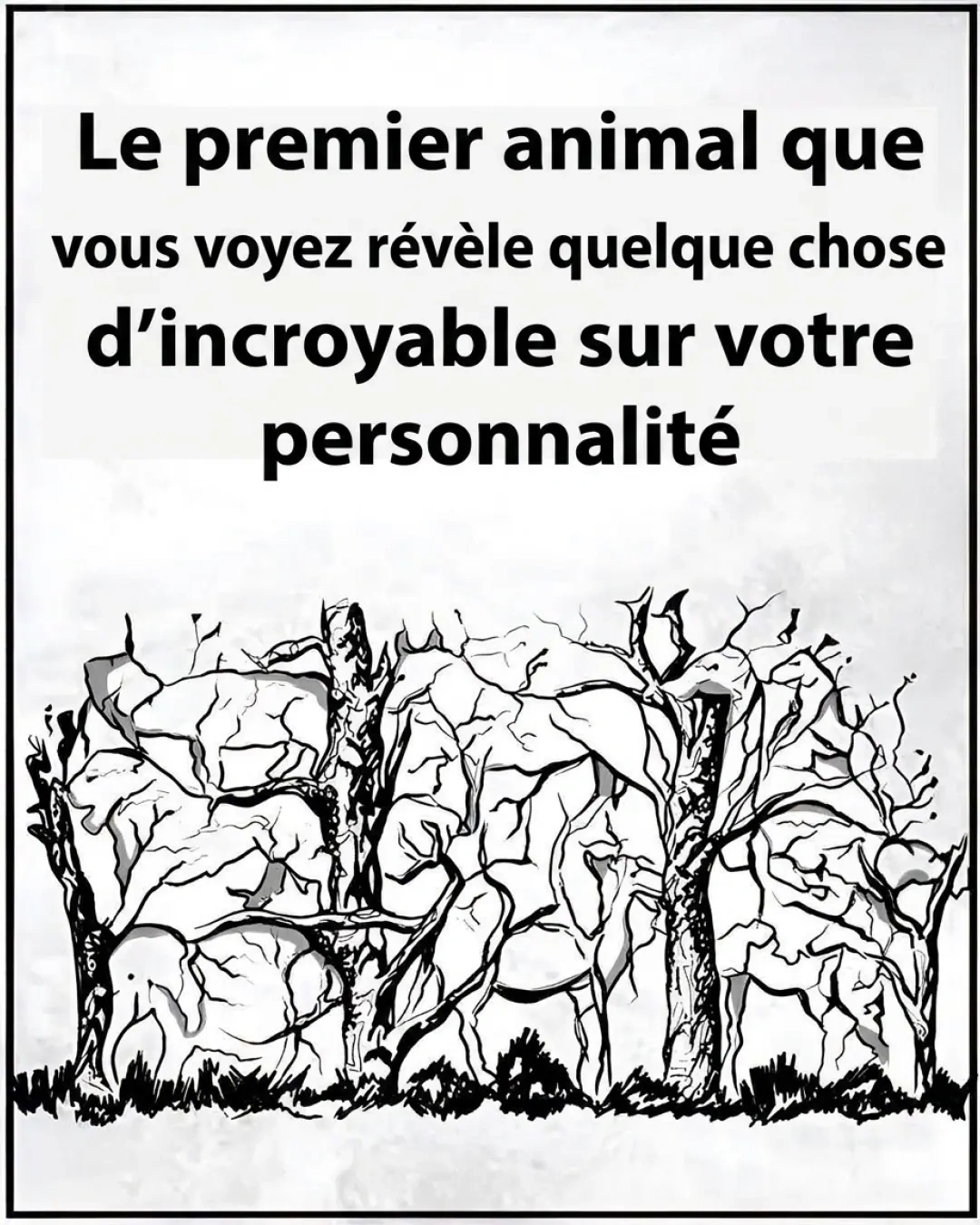 Test de personnalité : le premier animal que vous voyez révèle qui vous êtes vraiment