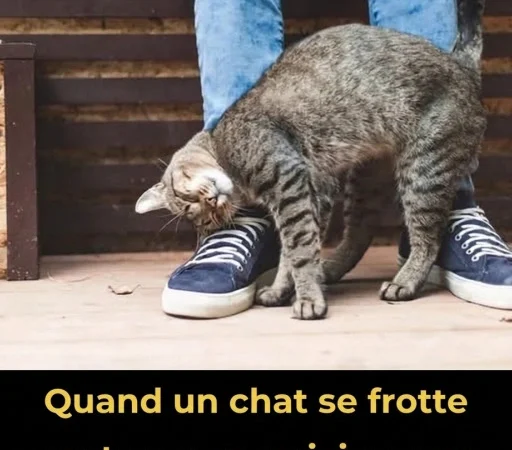 Pourquoi votre chat se frotte contre vous : le message caché derrière ce geste adorable