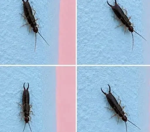 Un petit insecte dans votre cuisine ? Vérifiez votre garde-manger sans attendre