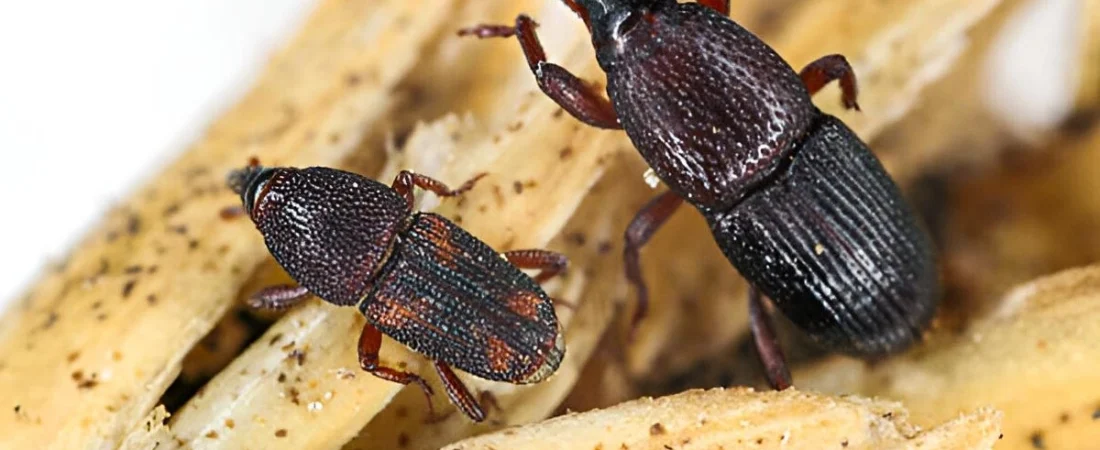 Petits insectes noirs à la maison : astuces pour les identifier et les éliminer