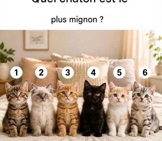 Quel chaton est le plus mignon