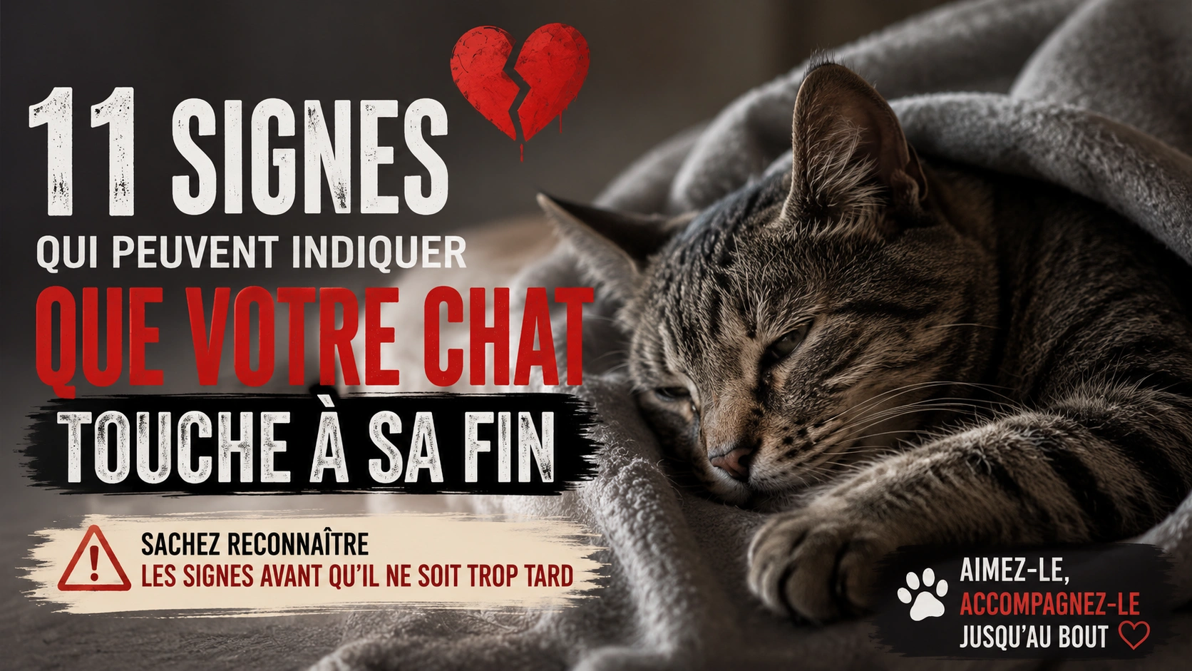 11 signes indiquant que votre chat est peut-être en fin de vie