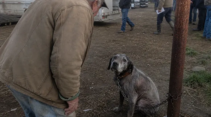 Il est allé au marché pour acheter du matériel pour ses chevaux… puis un vieux chien de chasse enchaîné l’a regardé comme s’il l’attendait depuis toujours