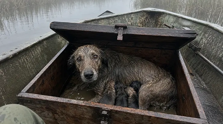 Je l’ai trouvée dans un coffre à moitié immergé, si épuisée qu’elle ne pouvait plus tenir debout