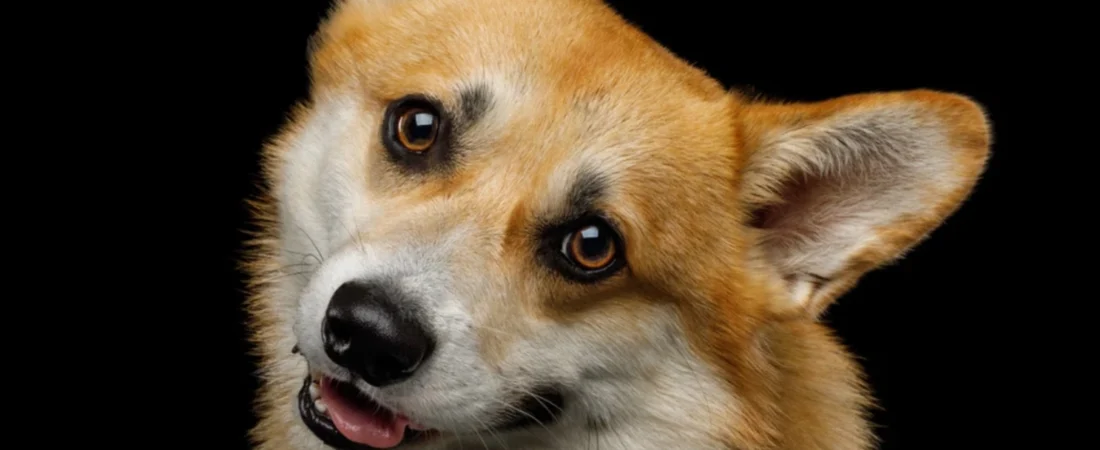 Pourquoi les chiens inclinent-ils la tête quand on leur parle ?