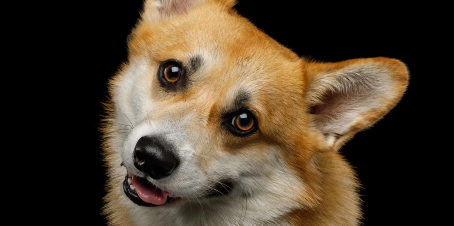 Pourquoi les chiens inclinent-ils la tête quand on leur parle ?