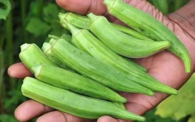 Benefici dellocra (1)