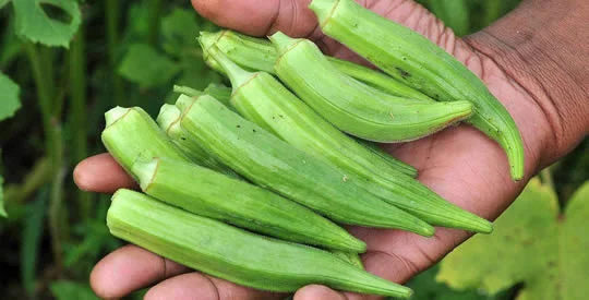 Benefici dellocra