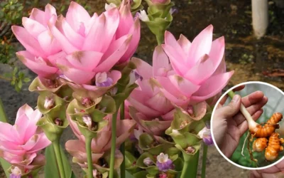 Coltivare e fare fiorire la curcuma