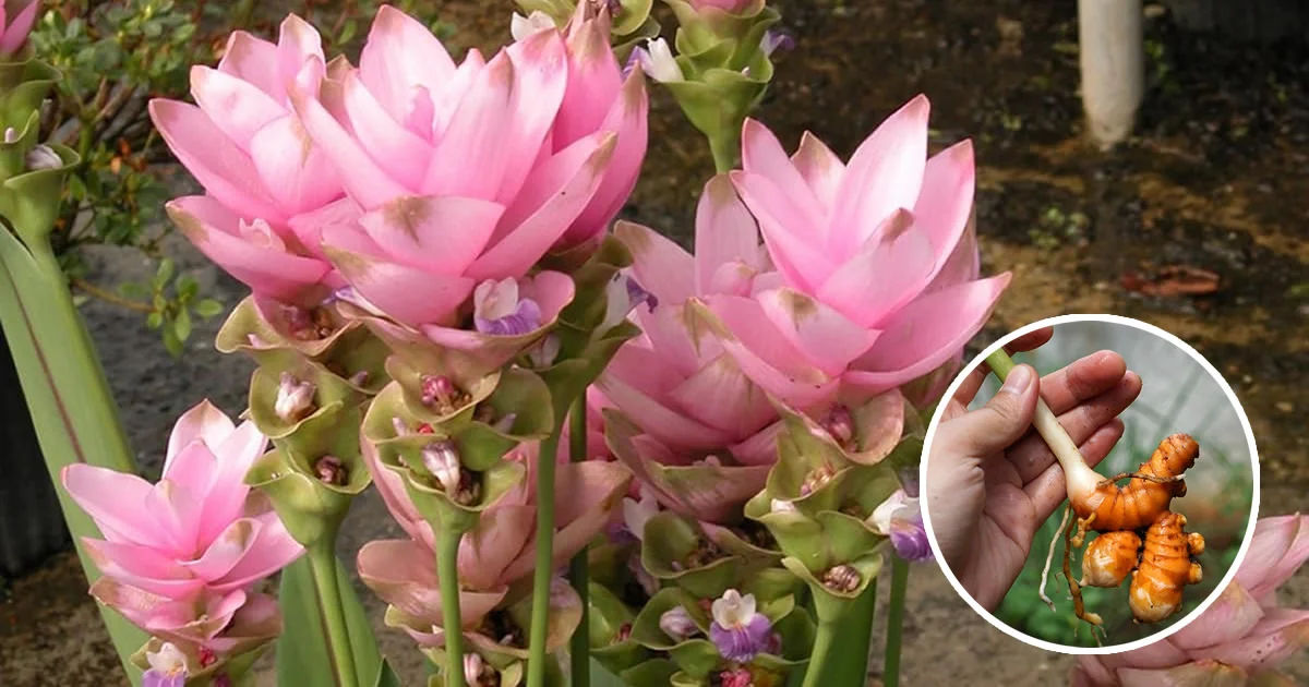 Coltivare e fare fiorire la curcuma