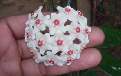 Cure fiore di cera