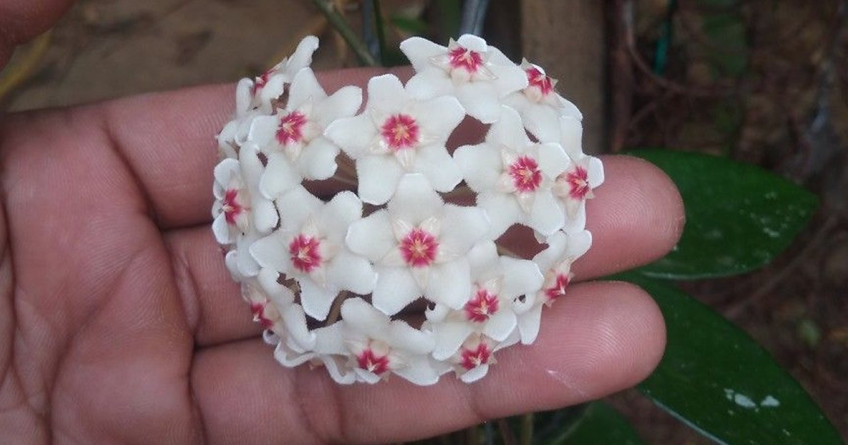 Cure fiore di cera