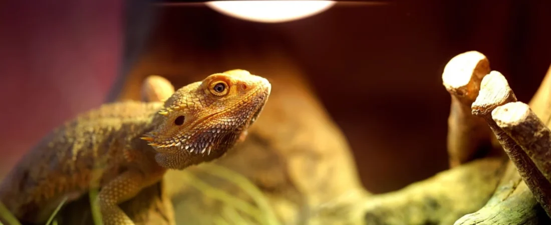 Lézard de compagnie : ce qu’il faut vraiment savoir avant d’en adopter un