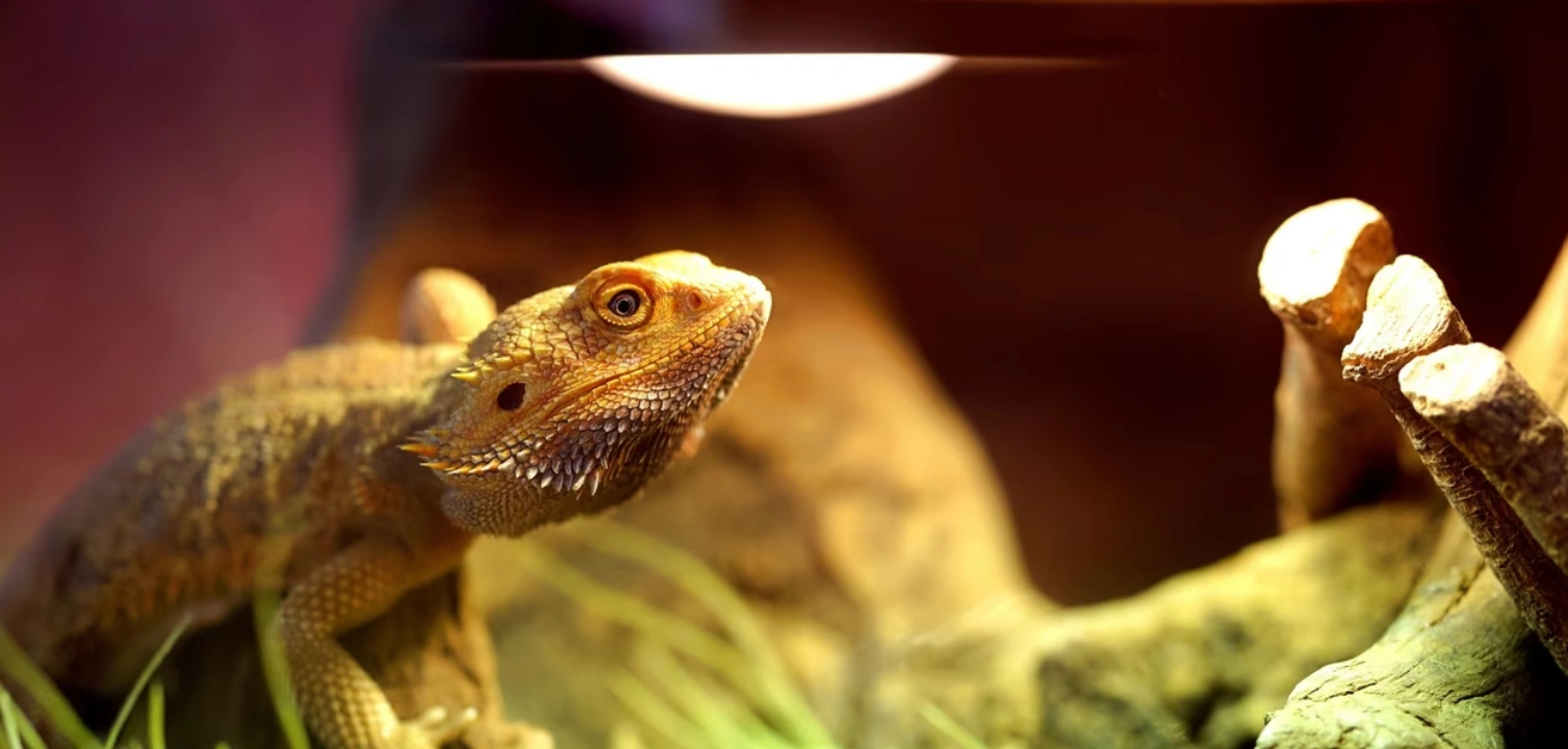 Lézard de compagnie : ce qu’il faut vraiment savoir avant d’en adopter un