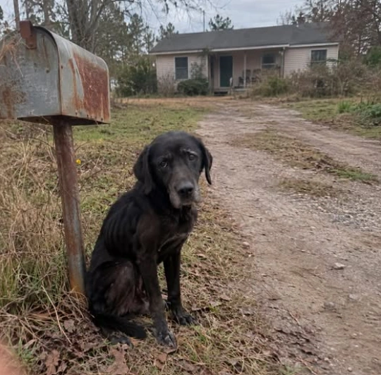 Dddd