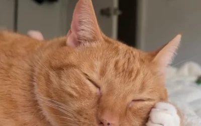 Ed
