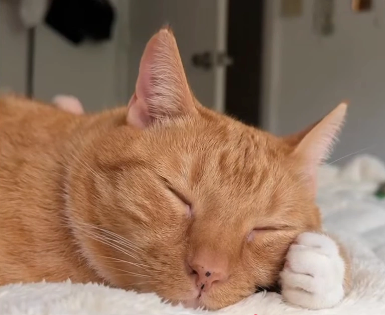 Ed