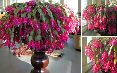 Far fiorire cactus di natale