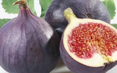 Fichi frutto eccellente