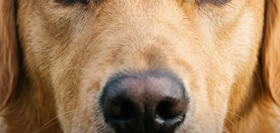 Ce que révèle vraiment le regard insistant de votre chien sur vous