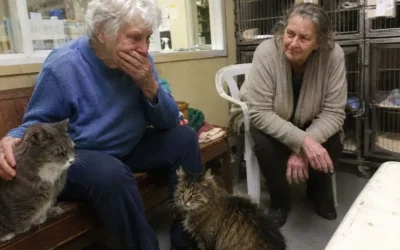 I adopted one shelter cat then learned love should never be separated qqqcat.jpg (1)