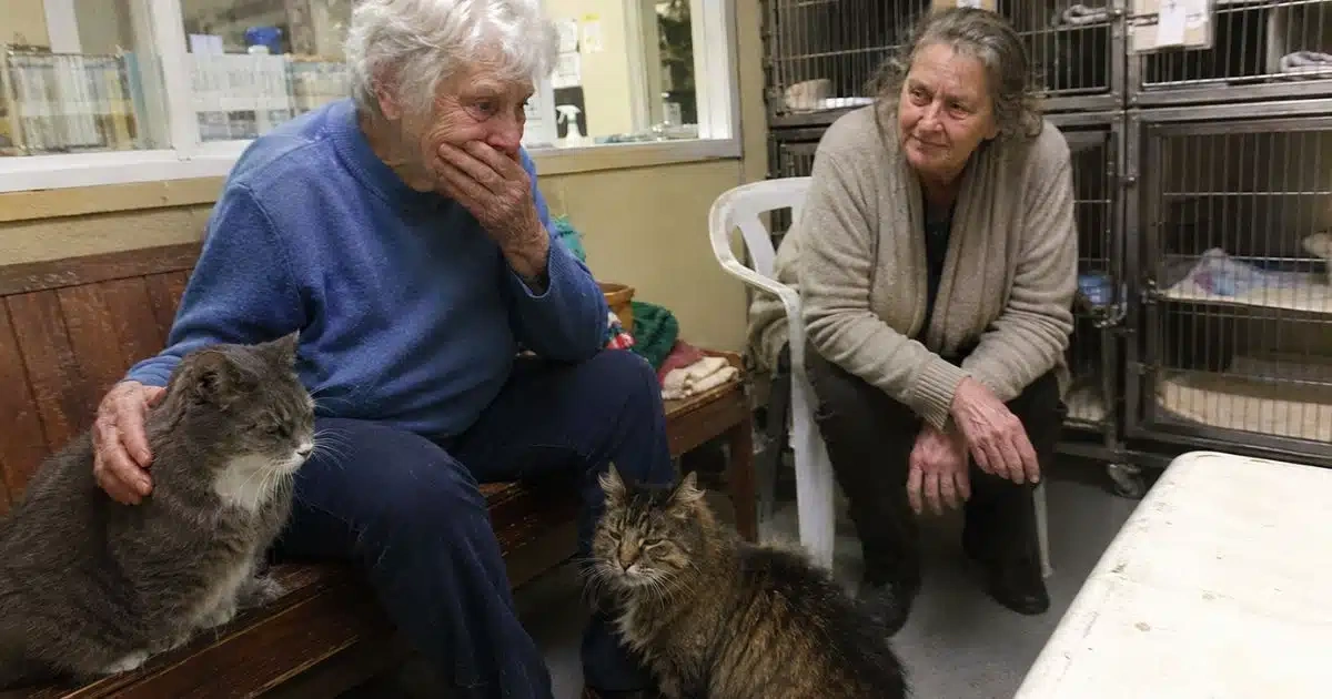I adopted one shelter cat then learned love should never be separated qqqcat.jpg (1)