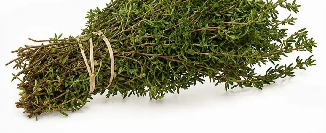 Ces plantes qui soutiennent le confort urinaire et digestif : ce que la science dit vraiment