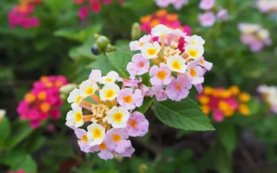 Lantana fiore contro le zanzare