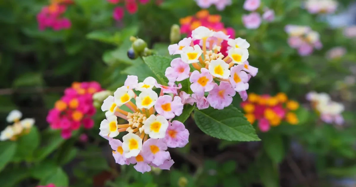 Lantana fiore contro le zanzare