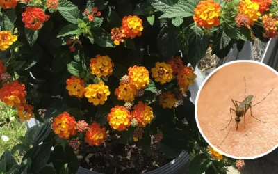 Lantana zanzare