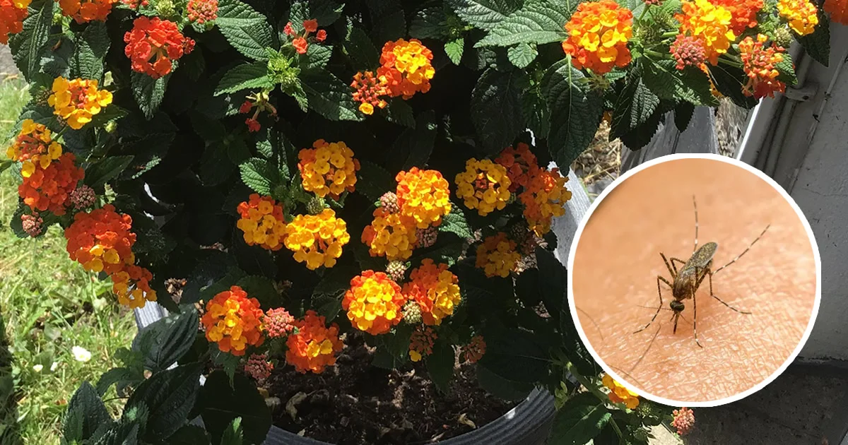 Lantana zanzare