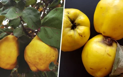 Mela cotogna benefici usi