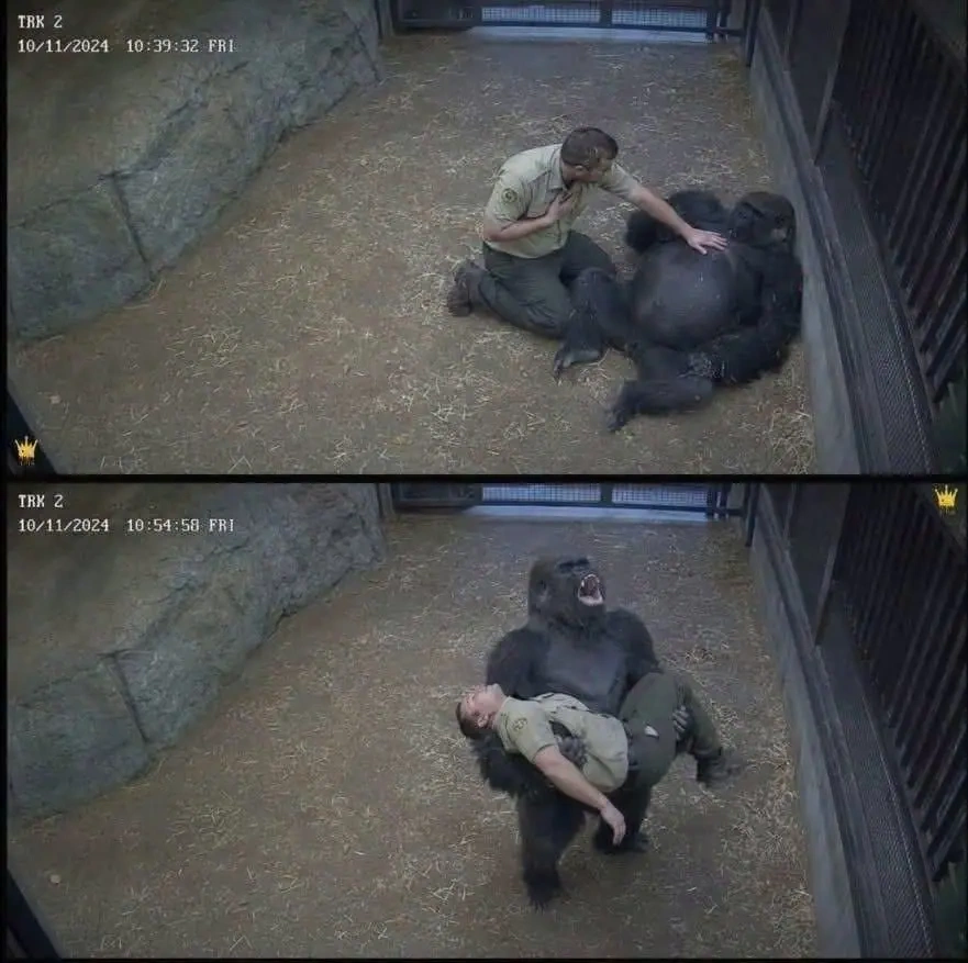 Il s’effondre devant son gorille : ce que l’animal a fait ensuite a sauvé sa vie