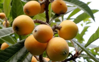 Nespole frutto benefici